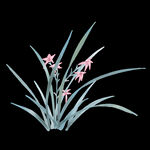 水墨兰花PNG  