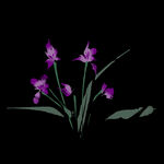 水墨兰花PNG 