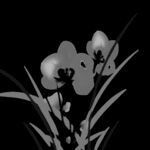 水墨兰花PNG  