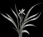 水墨兰花PNG  