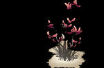  水墨兰花PNG  