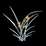  水墨兰花PNG  