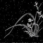  水墨兰花PNG 