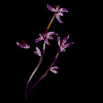  水墨兰花PNG  