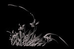  水墨兰花PNG  