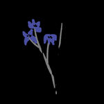  水墨兰花PNG 