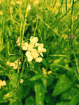 油菜花