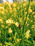 油菜花