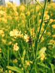 油菜花