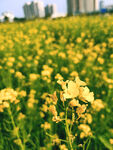 油菜花