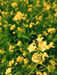 油菜花