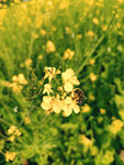 油菜花