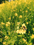 油菜花