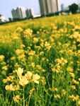 油菜花