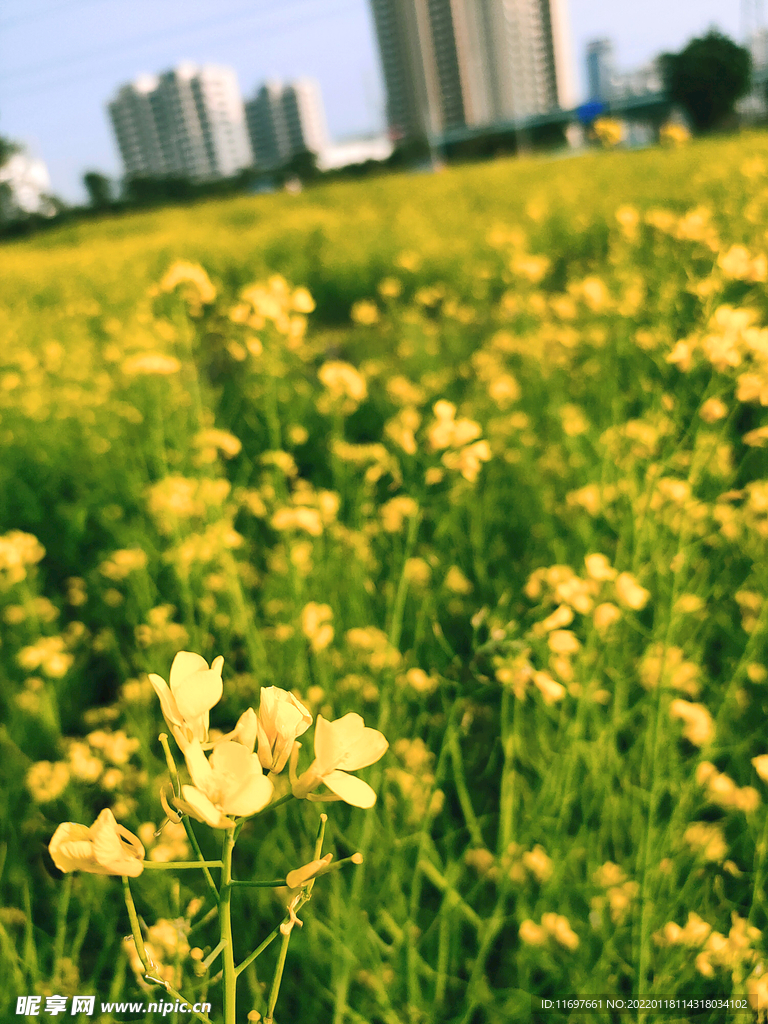 油菜花