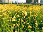 油菜花