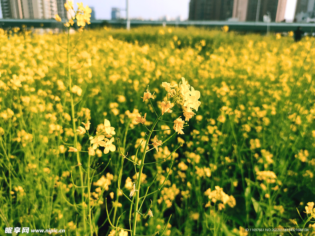 油菜花