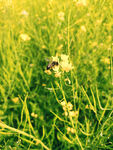 油菜花