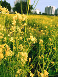油菜花