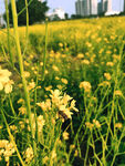 油菜花