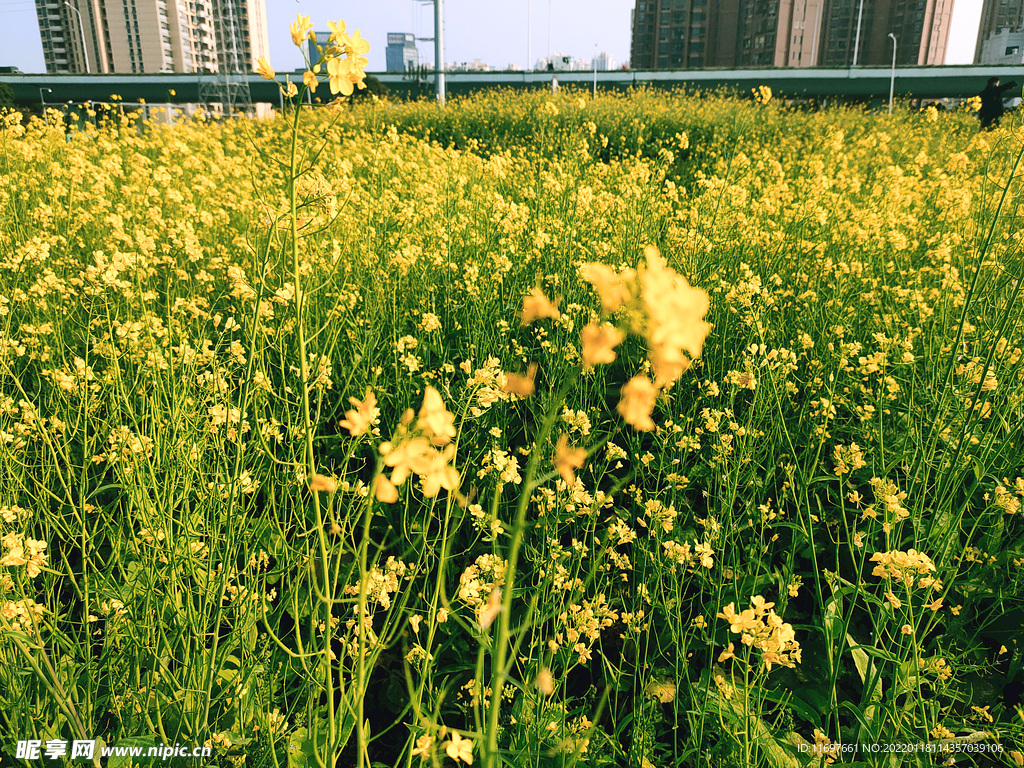 油菜花