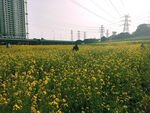 油菜花