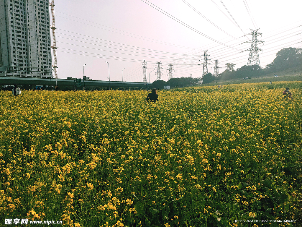 油菜花