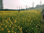 油菜花