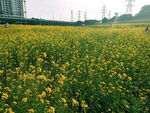 油菜花