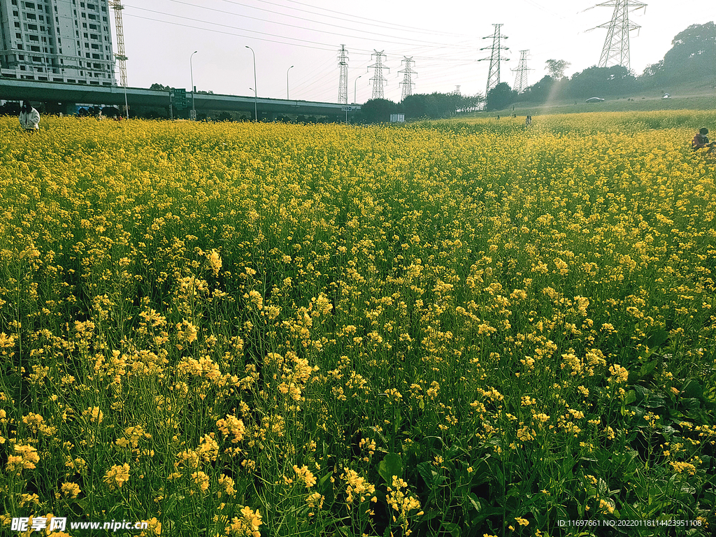 油菜花