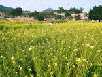 油菜花