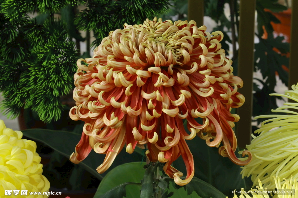 菊花