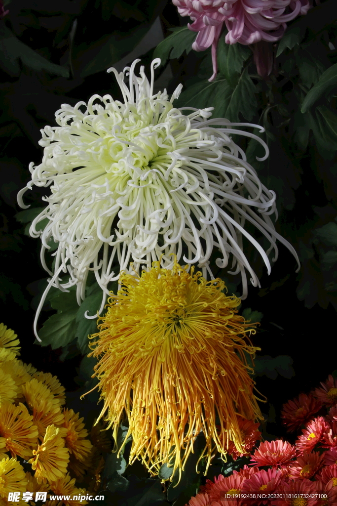 菊花