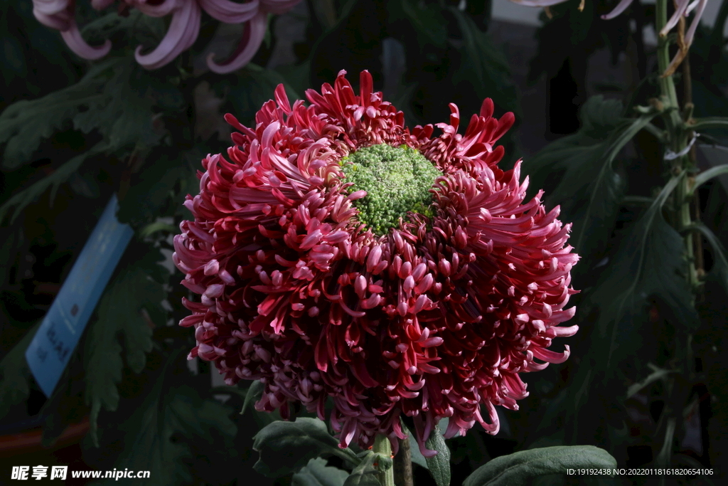 菊花