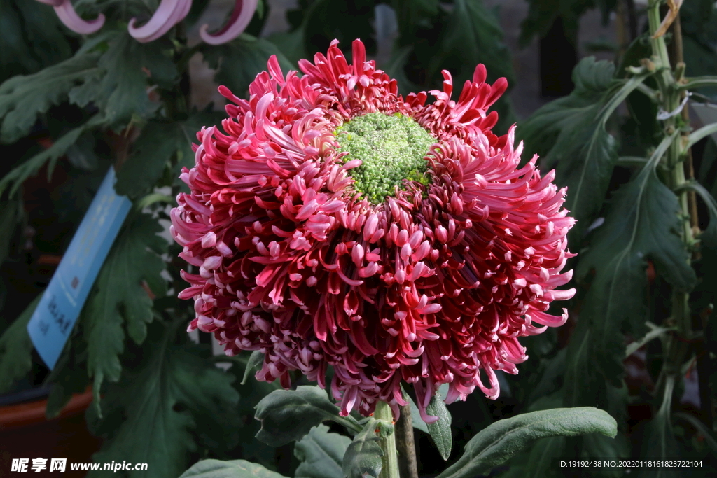 菊花 