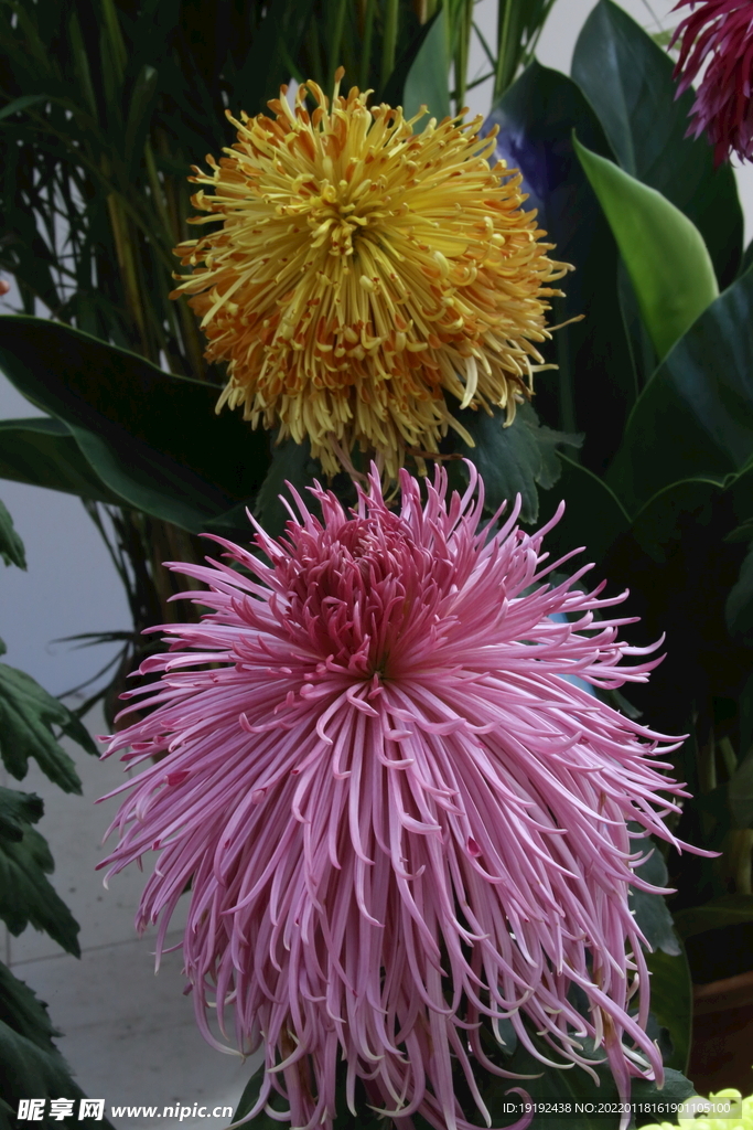 菊花 