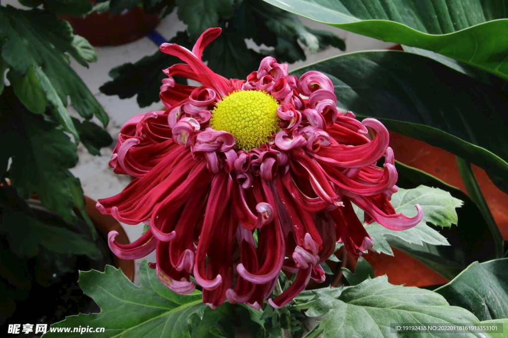 菊花 