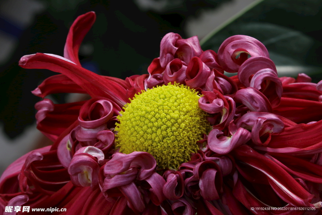 菊花