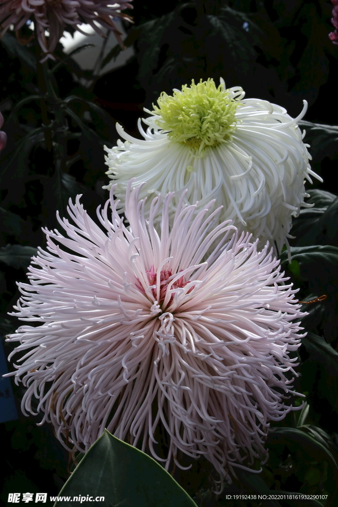 菊花