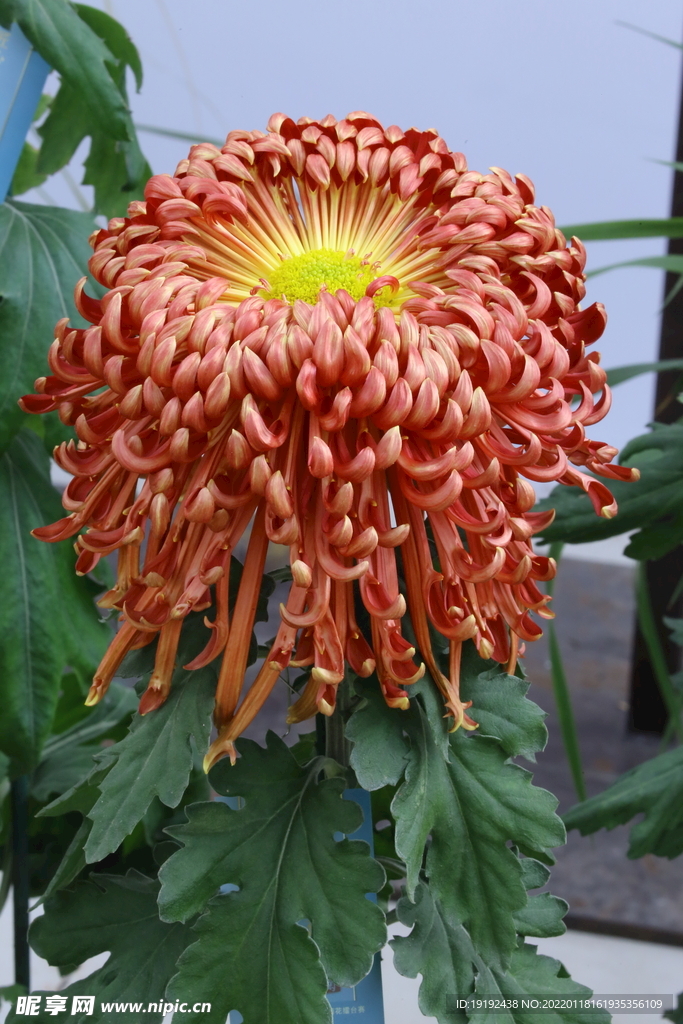 菊花