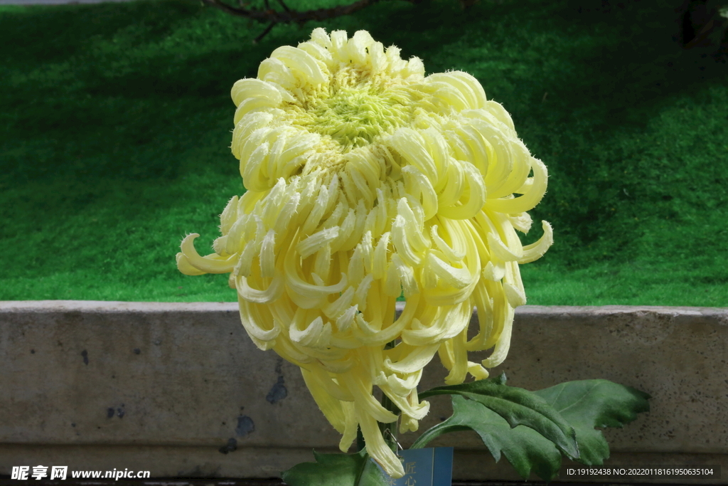 菊花 