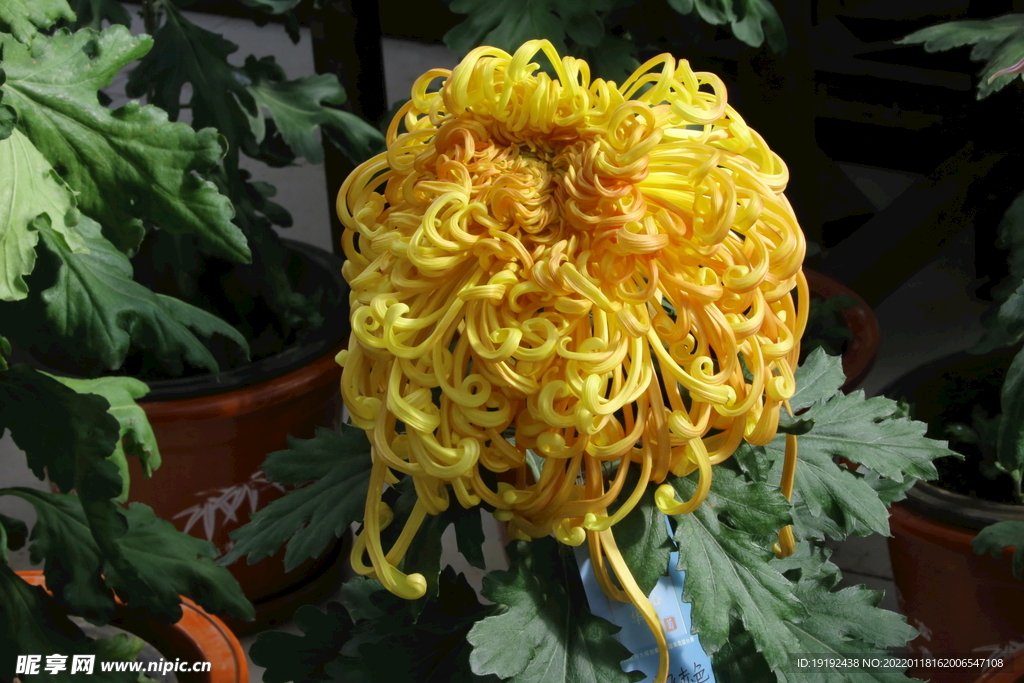 菊花 