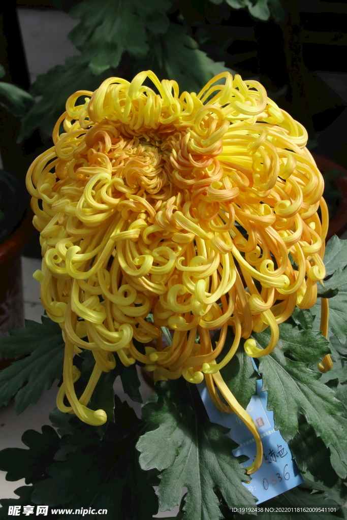 菊花 
