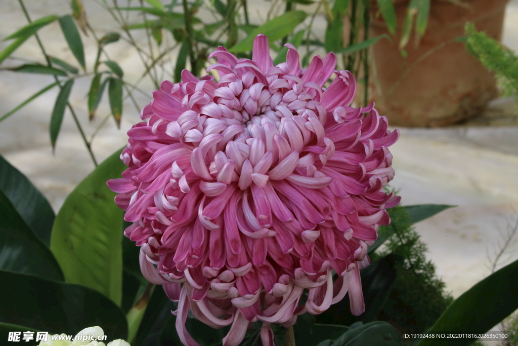 菊花