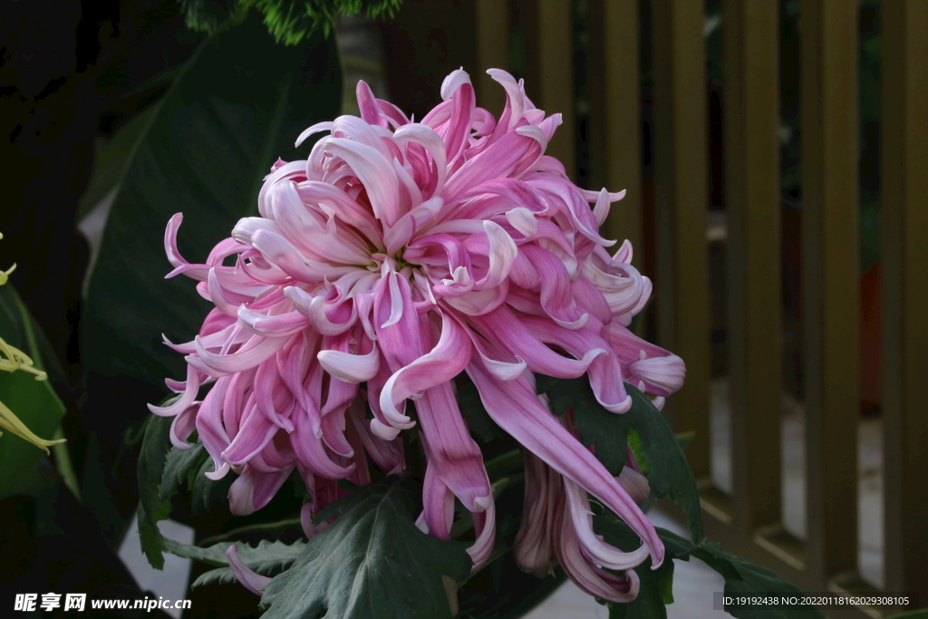 菊花 