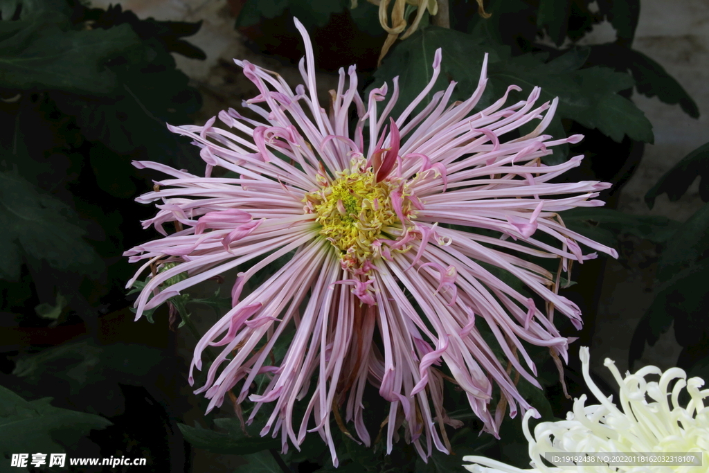 菊花 
