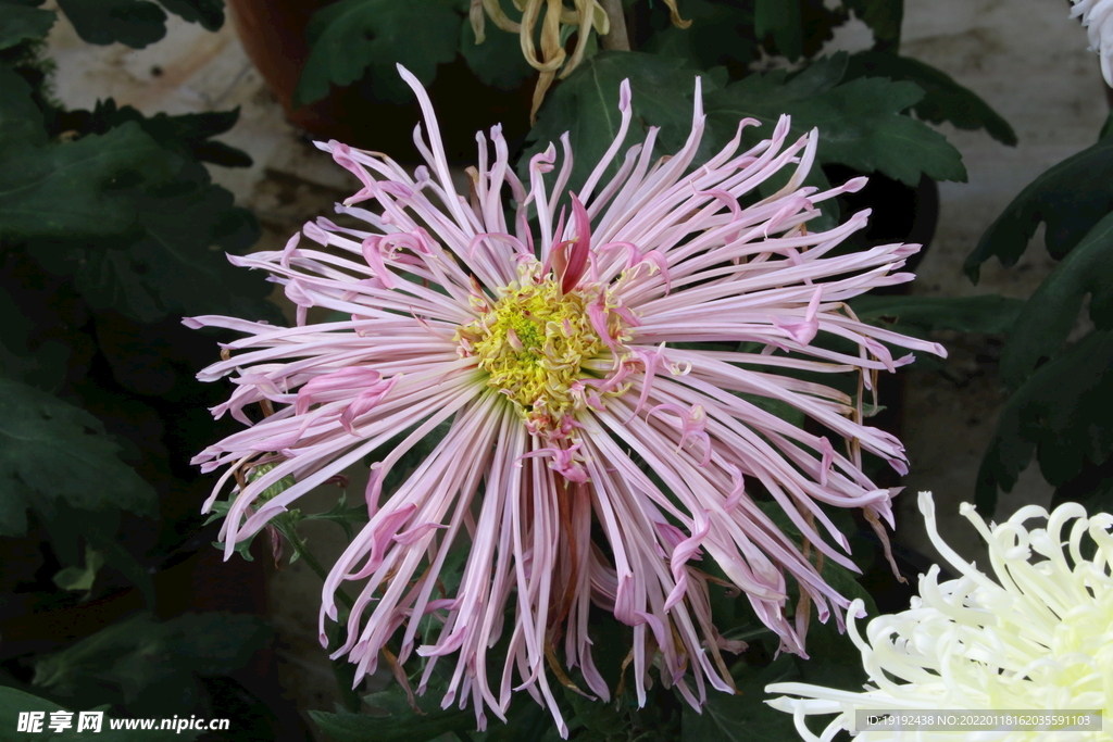 菊花 