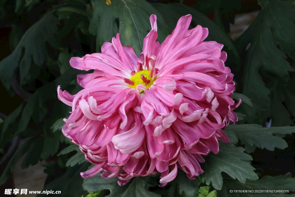 菊花