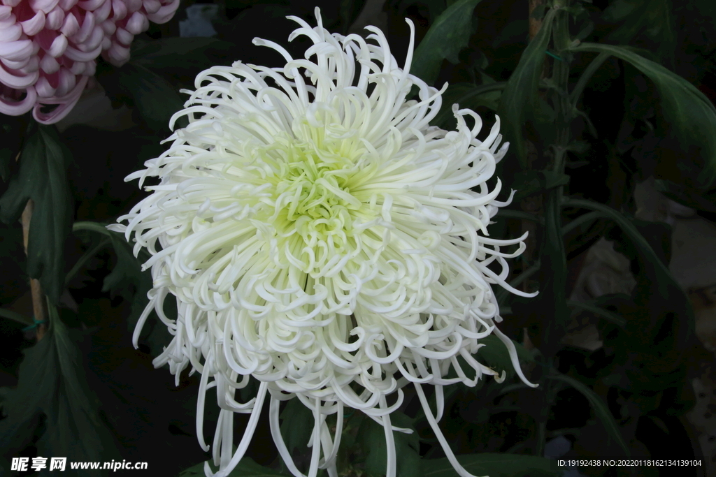 菊花