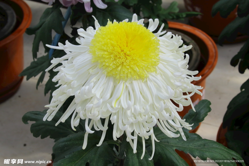 菊花 
